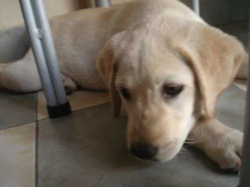 Busco perra labrador en salta - Salta, Argentina - Animales / Mascotas