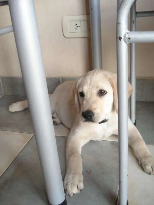 Busco perra labrador en salta - Salta, Argentina - Animales / Mascotas