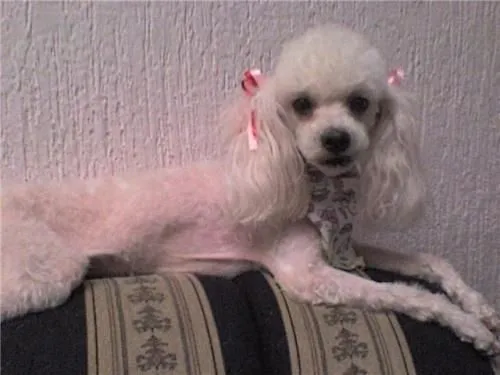 Busco perrita French Poodle. Nombre: Winnie. en Meta - 107428