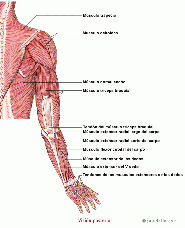 Búsqueda de información médica (Miembro Posterior • )