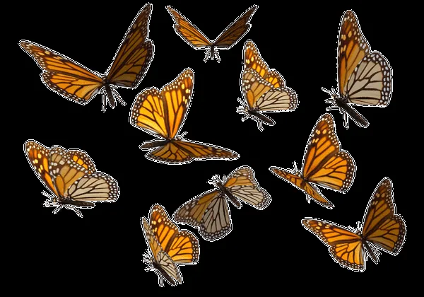 butterflies png set by mossi889 on deviantART
