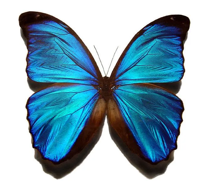 Butterfly 73: Mariposa. Colorterapia y Cristaloterapia