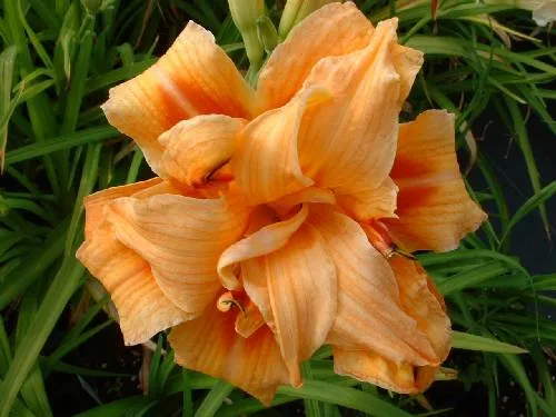 Buy Hemerocallis in a great range of varieties by mail order