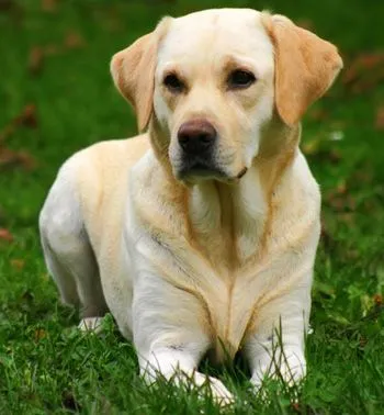 byklad: perros labradores