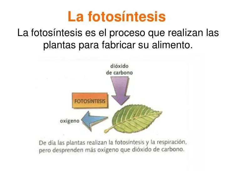 c-medio-las-plantas-tercer- ...