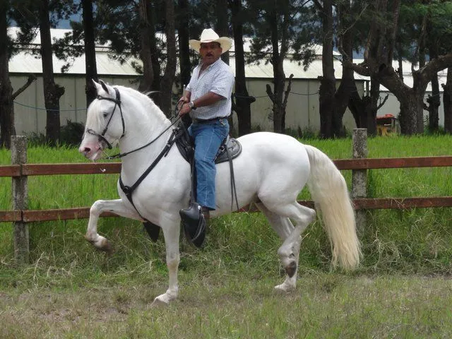 Caballerizas en Costa Rica | Caballos de paso Costarricense ...