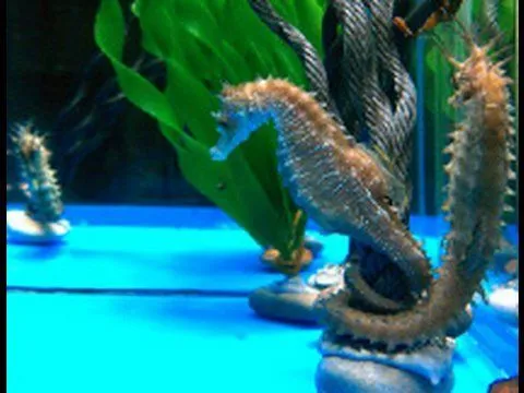 Caballitos de mar de 'granja' - YouTube