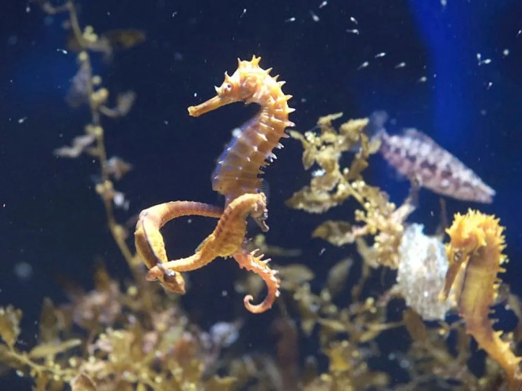 caballitos de mar | Cuidar de tu mascota es facilisimo.