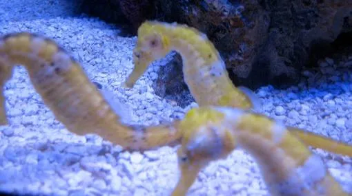 Decomisan en Panamá 20 mil caballitos de mar disecados procedentes ...