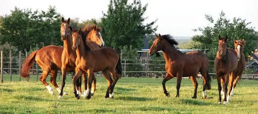 El Caballo Andaluz - Caballo Pura Raza Española | donQuijote