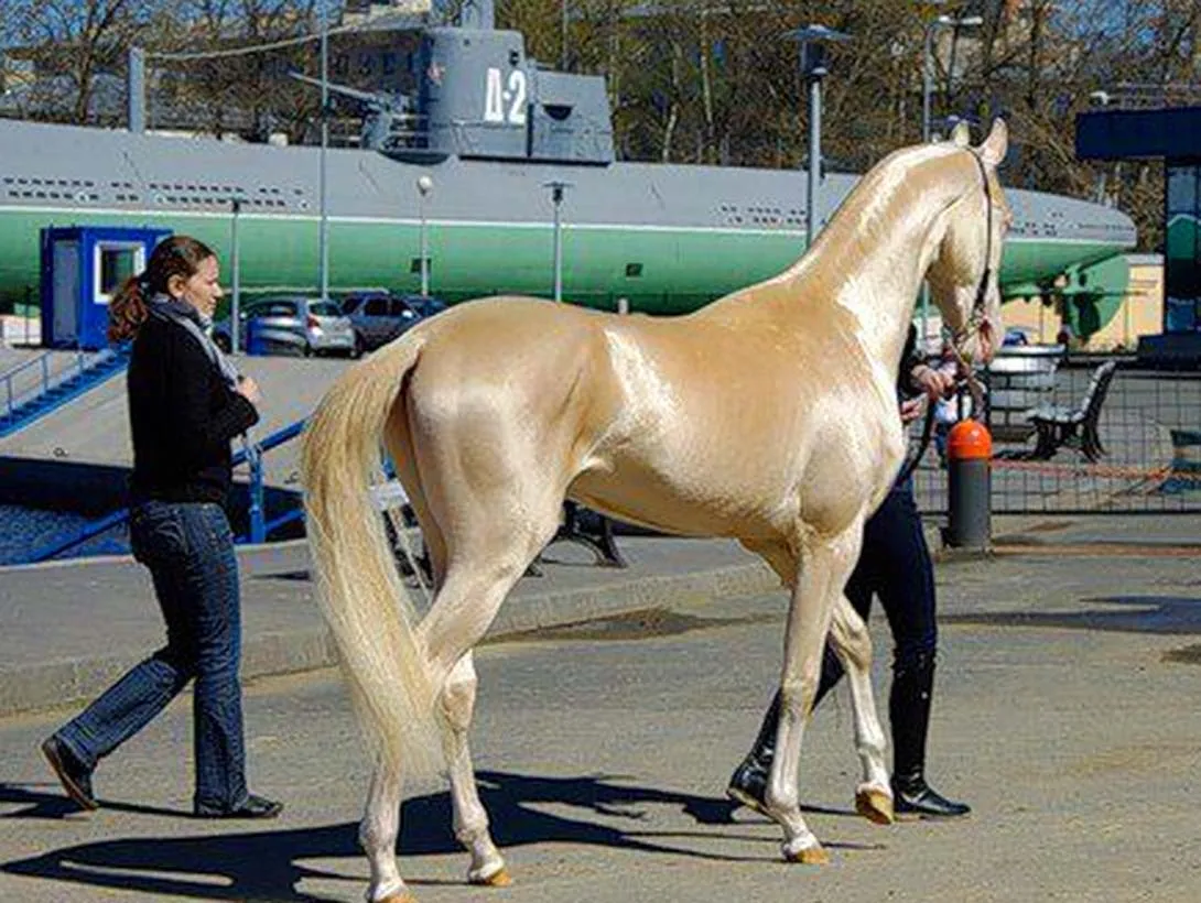 Es el Caballo mas bello del mundo? - Taringa!