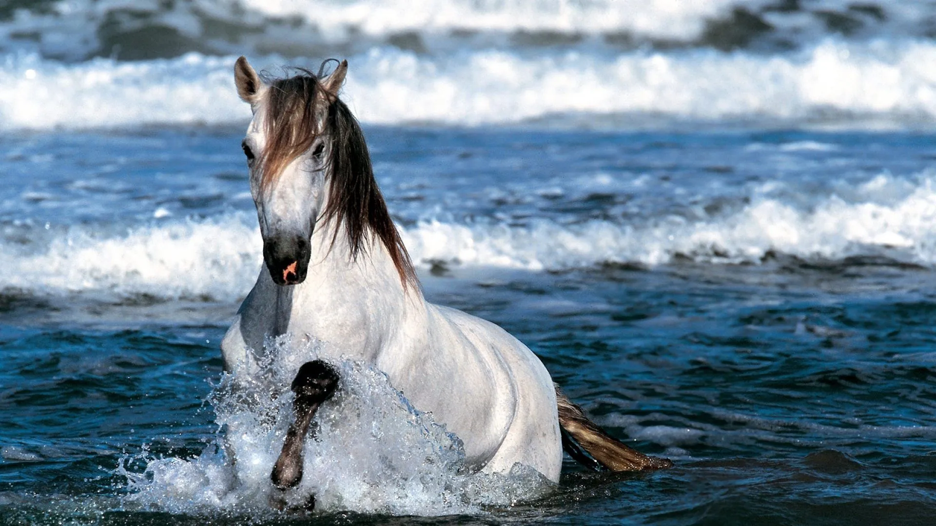 Caballo blanco - 1920x1080 :: Fondos de pantalla y wallpapers