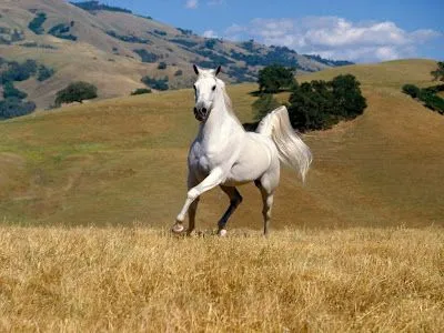 Caballo blanco (poesía) - Taringa!