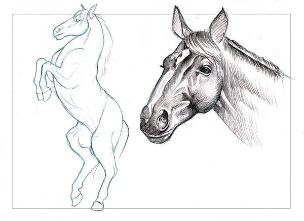 Caballo | boceto - Imágenes de Animales en Temática General ...