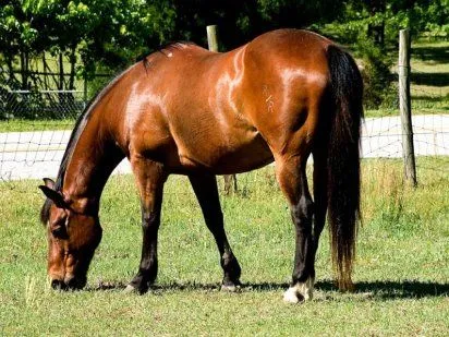 La alimentación de los caballos | Cuidar de tu mascota es facilisimo.