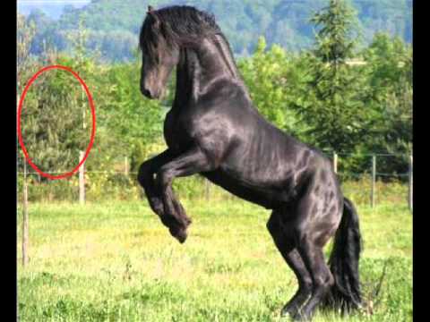 el caballo del diablo - YouTube