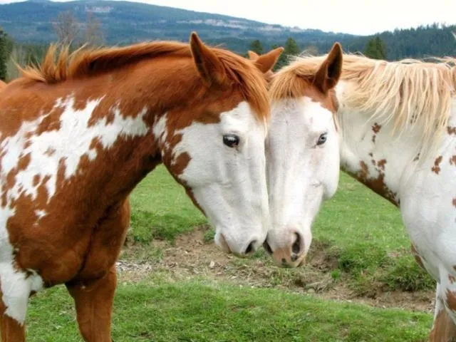 El Caballo domestico, el eslabón final de una larga cadena ...