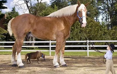 Caballo Enano