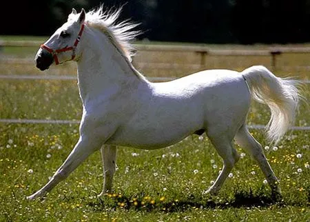 EL CABALLO ENFERMO « Ray Abad.net