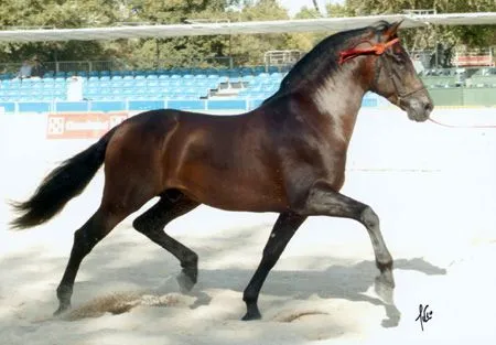 Caballo Español o Andaluz | byhorse