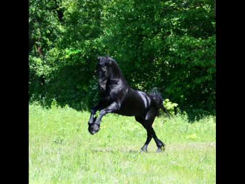 Caballo Frison Bailador Pictures