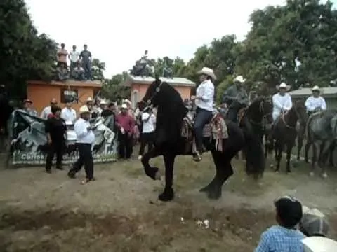 Caballo Frison Bailando Banda - caballo Frisian bailando