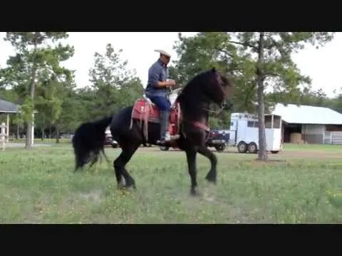 Caballo Frison Bailando Banda - Caballo Frison Bailando (Frisian Fries