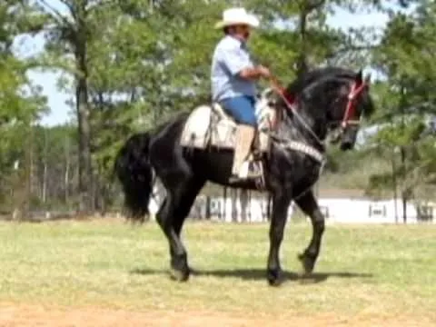 Caballo Frison Bailando Frisian Friesian Bailador El Pictures