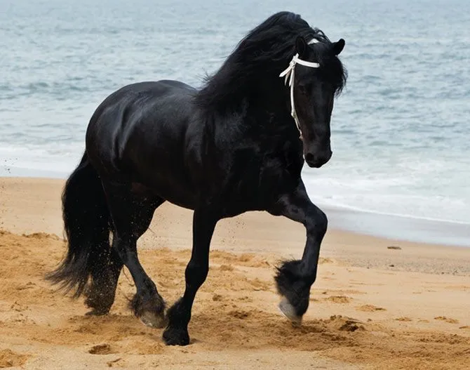 Caballo Frisón - Caballos, razas de caballos, fotografías y videos ...