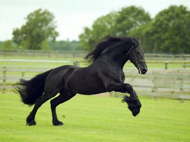 El Caballo Frisón / Friesian - El Mundo del Caballo - Caballos ...