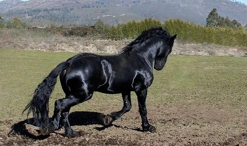 El caballo frisón, la perla negra de Frisia