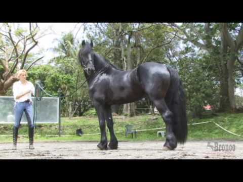 Caballo Frison - YouTube