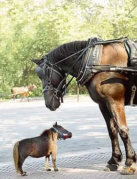 EL CABALLO MAS GRANDE DEL MUNDO y el mas pequeño, son de la misma ...