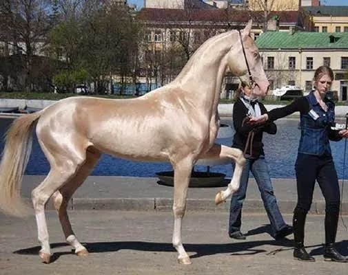 El caballo mas hermoso del mundo | Un blog para gente aburrida