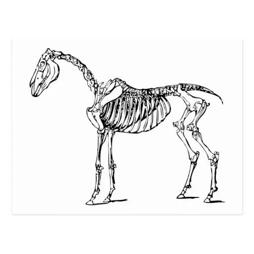 Caballo huesudo postal | Zazzle