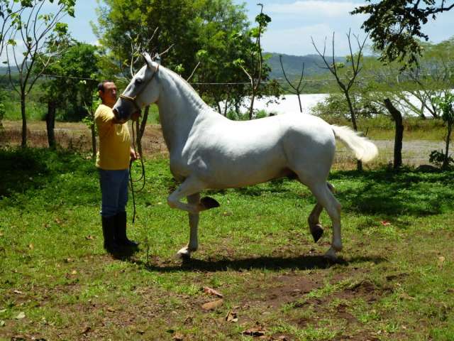 Caballo iberoamericano y pinto cuarto de milla - San José, Costa ...