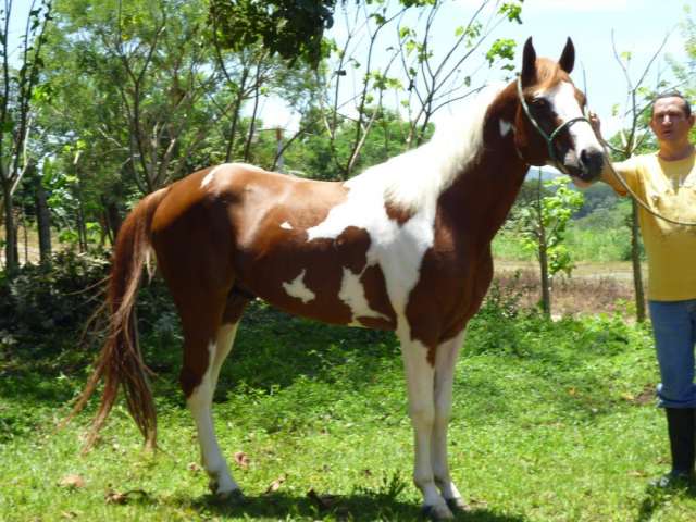 Caballo iberoamericano y pinto cuarto de milla - San José, Costa ...