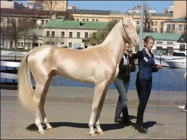 EL CABALLO MÁS HERMOSO DEL MUNDO.!!!! | MI OPINIÓN...........