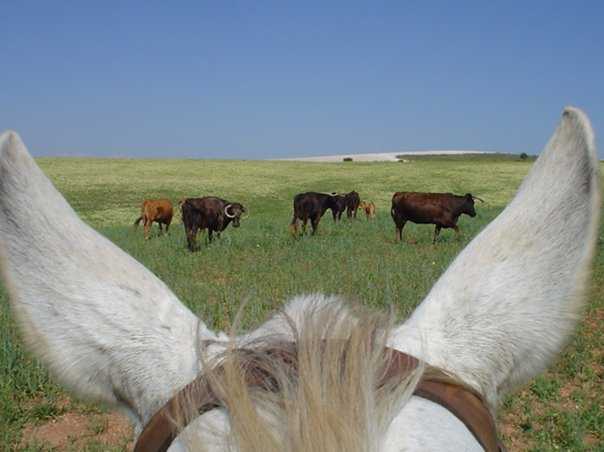 El caballo lo mejor: El significado de el movimiento de las orejas