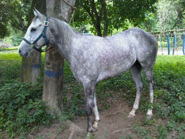 Caballo mestizo Cuarto de Milla con Pura Sangre. "Tautaco ...