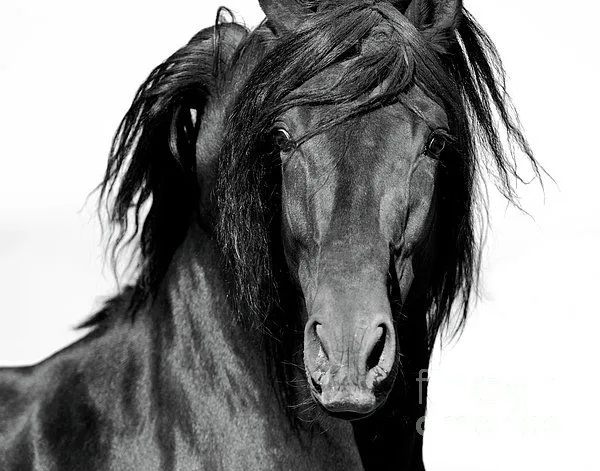 El Caballo Negro Photograph by Carol Walker - El Caballo Negro ...