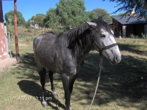 Caballo paso peruano tordillo negro - Córdoba, Argentina ...