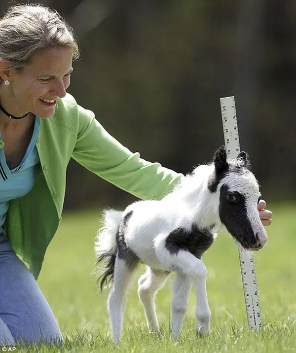 El Caballo mas PEQUEÑO y el HOMBRE mas ALTO del MUNDO | CARLOS ...