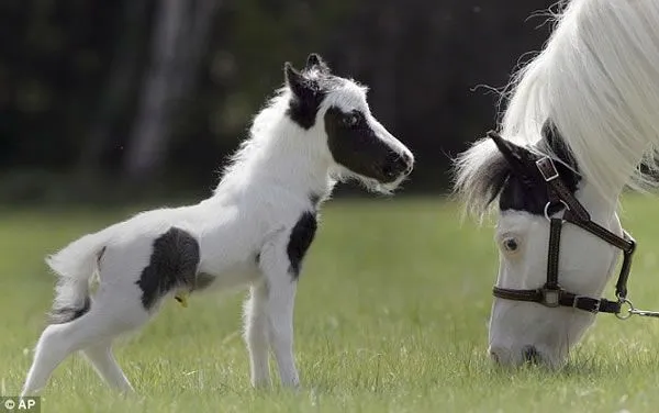 El Caballo mas PEQUEÑO y el HOMBRE mas ALTO del MUNDO | CARLOS ...