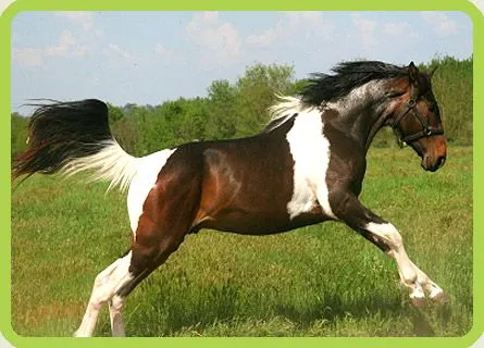 Caballo Pinto