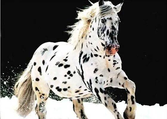 CABALLO PINTO - el_loco_nor