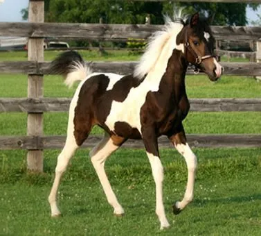 CABALLO PINTO - Fotos de Caballos pinto - Venta caballos raza pinto -