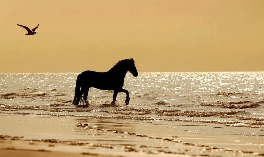 Caballo en la playa - Horses & Freedom