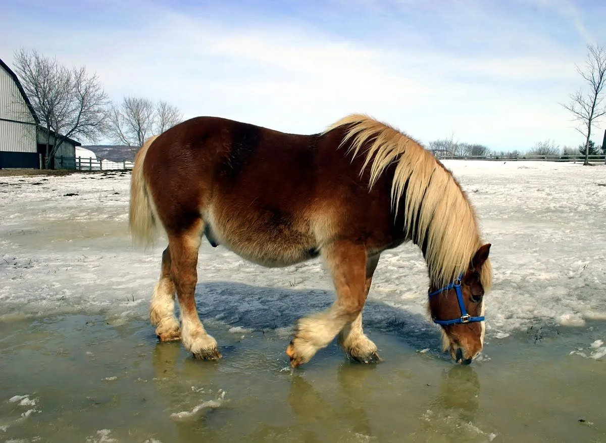 caballo | Imagenes para Facebook [