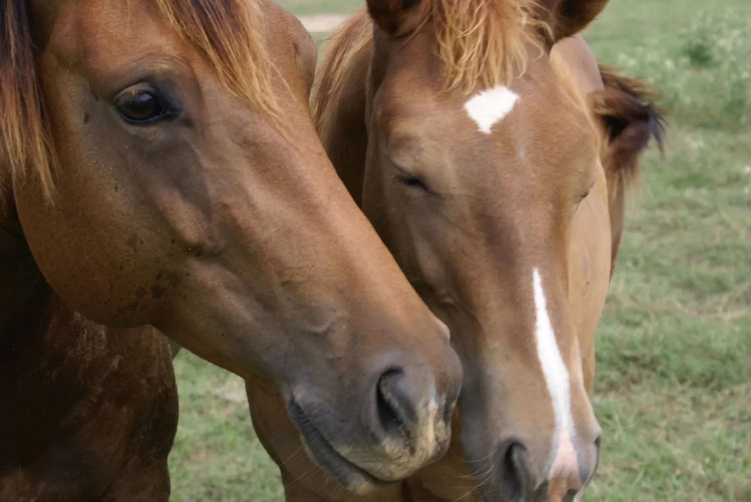 El caballo de pura raza planta cara a la crisis y se une para ...